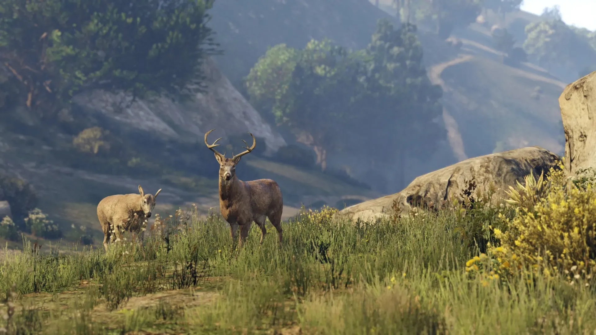 A stag and a doe graze in long grass on a sunny hillside
